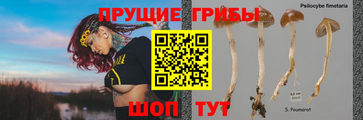 Тихорецк  Псилоцибиновые грибы Cubensis  Вход с VPN 